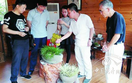 首屆廈門同安菖蒲盆景展成功舉辦 