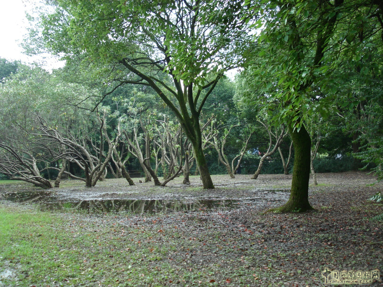 南京林業(yè)大學(xué)風(fēng)景園林學(xué)院社會實(shí)踐活動(dòng)(二)