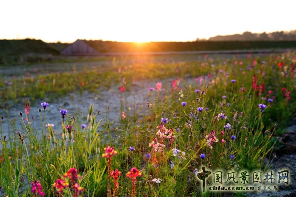 荷蘭阿姆斯特丹BUITENSCHOT公園項目賞析