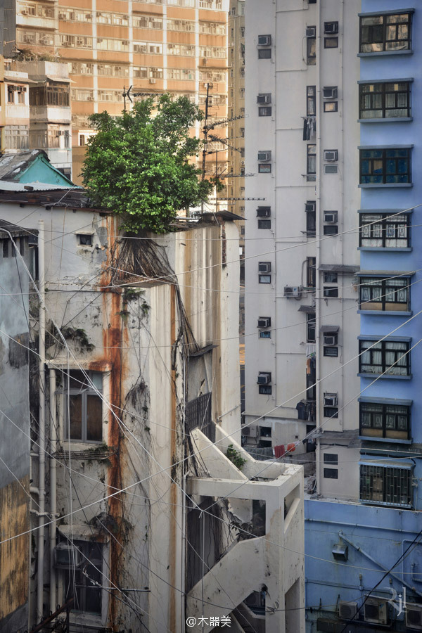 生命的韌性——古舊建筑上頑強生長的樹木