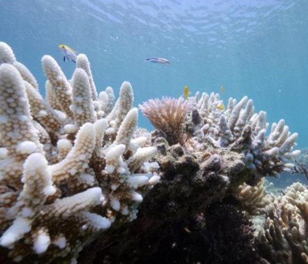 澳大利亞大堡礁或將被列世界遺產危險名錄