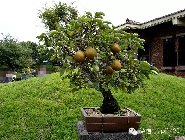 世界最大的盆栽公園——思索之苑