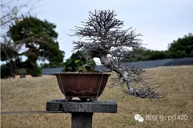 世界最大的盆栽公園——思索之苑