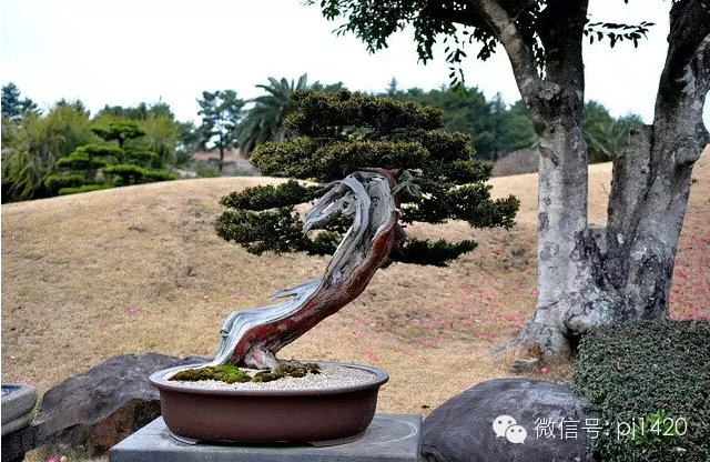 世界最大的盆栽公園——思索之苑