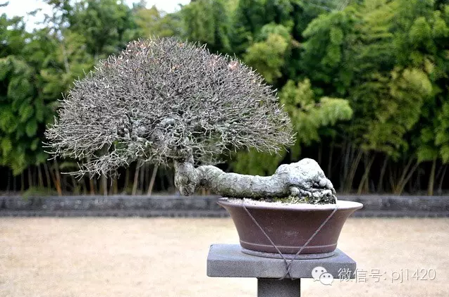 世界最大的盆栽公園——思索之苑