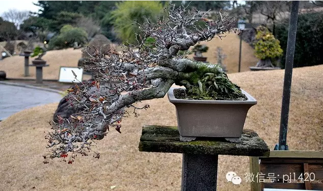 世界最大的盆栽公園——思索之苑
