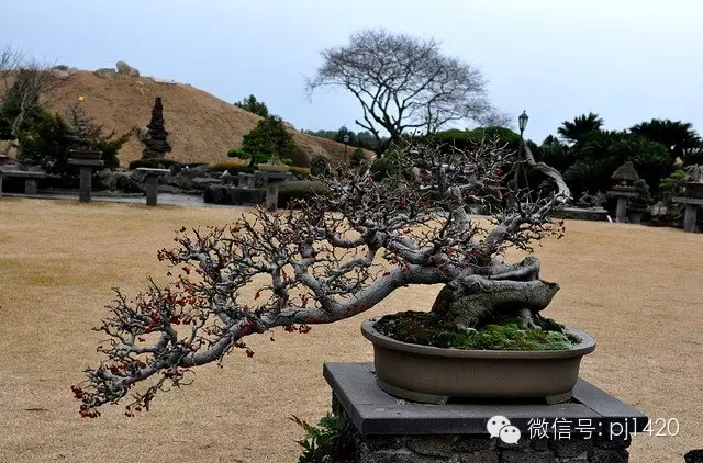 世界最大的盆栽公園——思索之苑