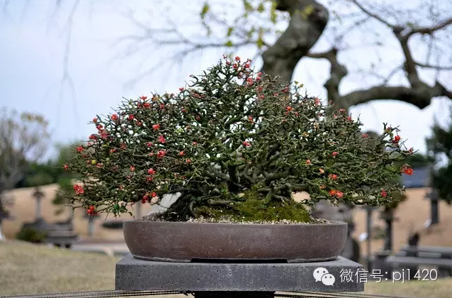 世界最大的盆栽公園——思索之苑