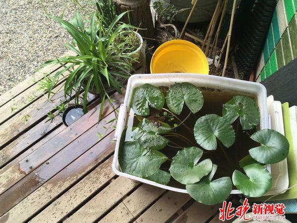 百萬雨水花園避免“城市看海”  40㎡民居生態(tài)改造見成效