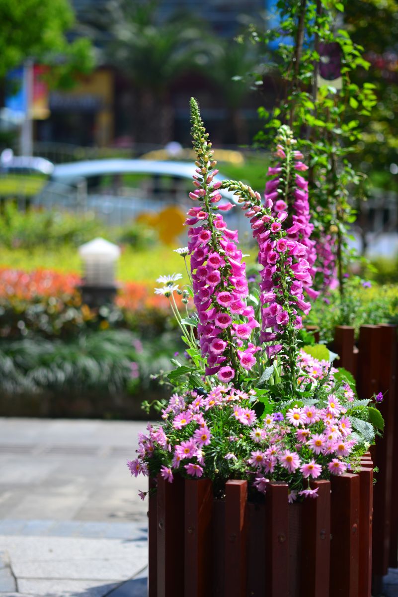 億朵園藝微花展作品榮登2016設(shè)計(jì)之都創(chuàng)意推薦榜