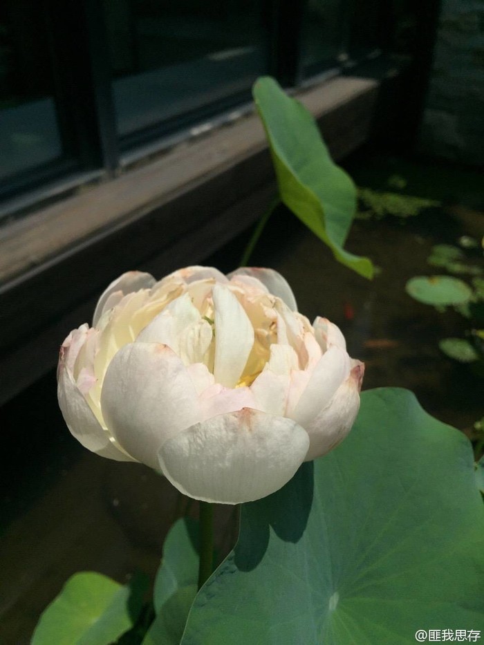 碗蓮如何繁殖養(yǎng)護(hù)