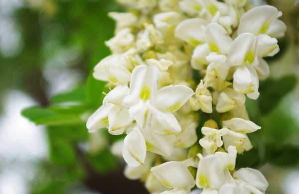 國(guó)槐幾種常見(jiàn)病蟲害防治方法