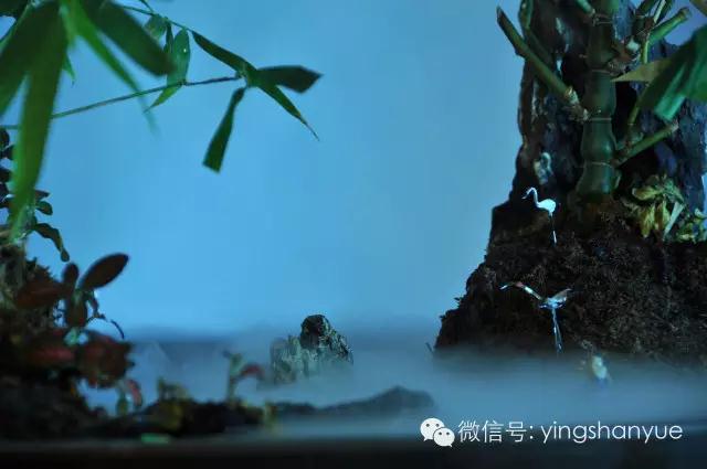 墨爻盆景作品：家鄉(xiāng)美景——《漢上夢(mèng)溪》