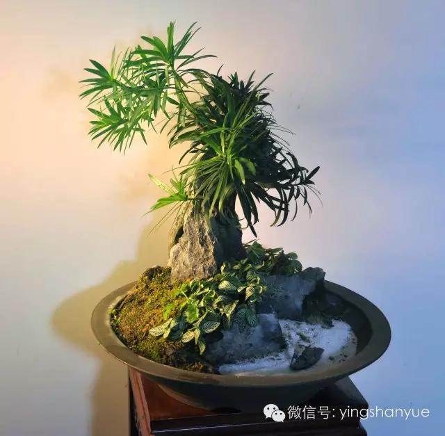 墨爻盆景作品：山澗初醒 谷音回蕩——《山澗聽谷》