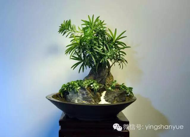 墨爻盆景作品：山澗初醒 谷音回蕩——《山澗聽谷》