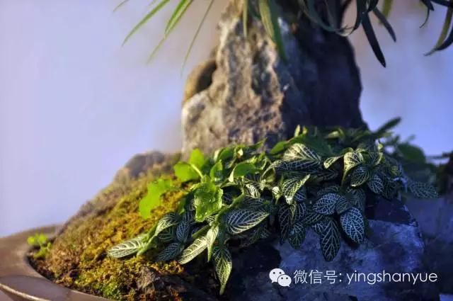 墨爻盆景作品：山澗初醒 谷音回蕩——《山澗聽谷》