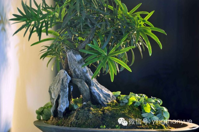 墨爻盆景作品：山澗初醒 谷音回蕩——《山澗聽谷》