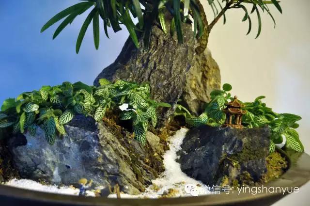 墨爻盆景作品：山澗初醒 谷音回蕩——《山澗聽谷》