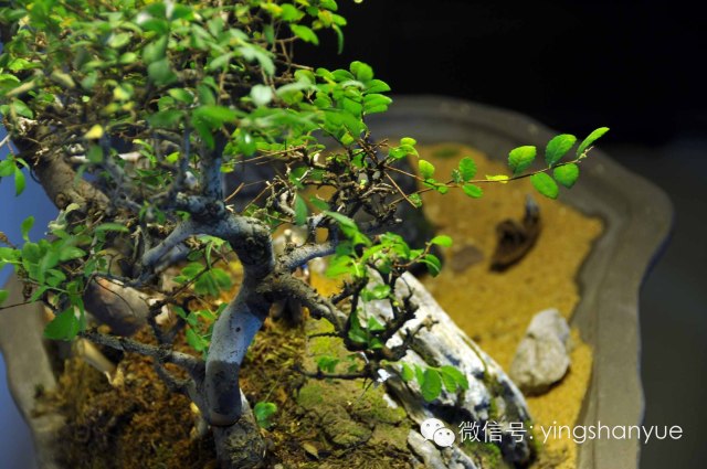 墨爻盆景作品:古樹寒溪,牧童歸去——《雙榆溪隱》