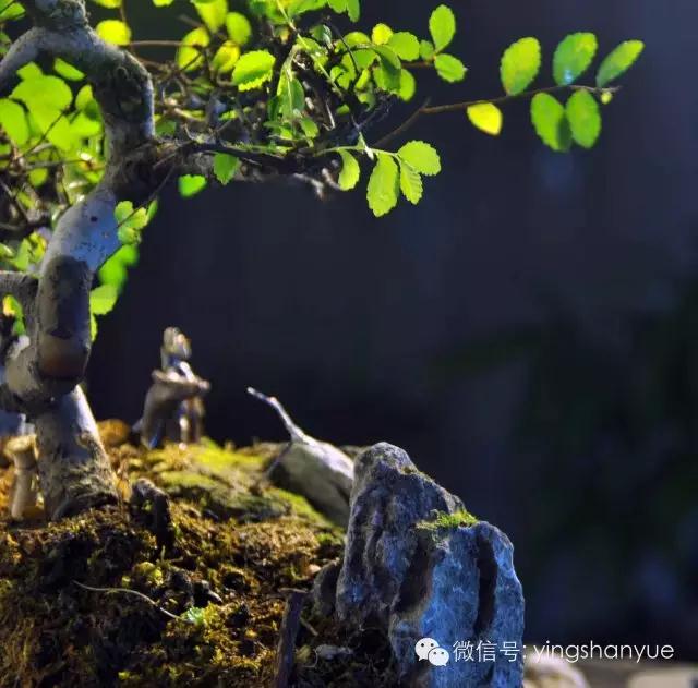 墨爻盆景作品:古樹寒溪,牧童歸去——《雙榆溪隱》