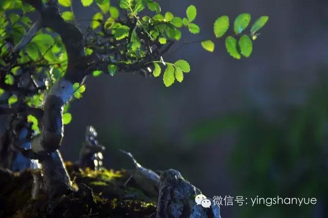 墨爻盆景作品:古樹寒溪,牧童歸去——《雙榆溪隱》