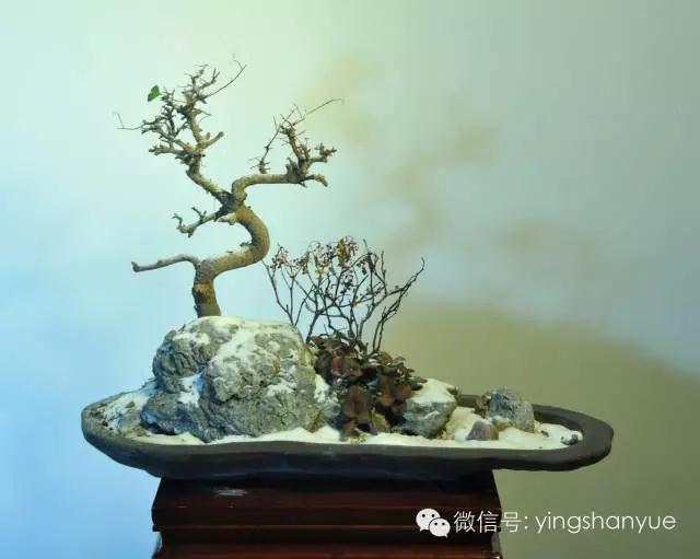 墨爻盆景作品：片片互玲瓏，飛揚玉漏終。——《山澗小雪》