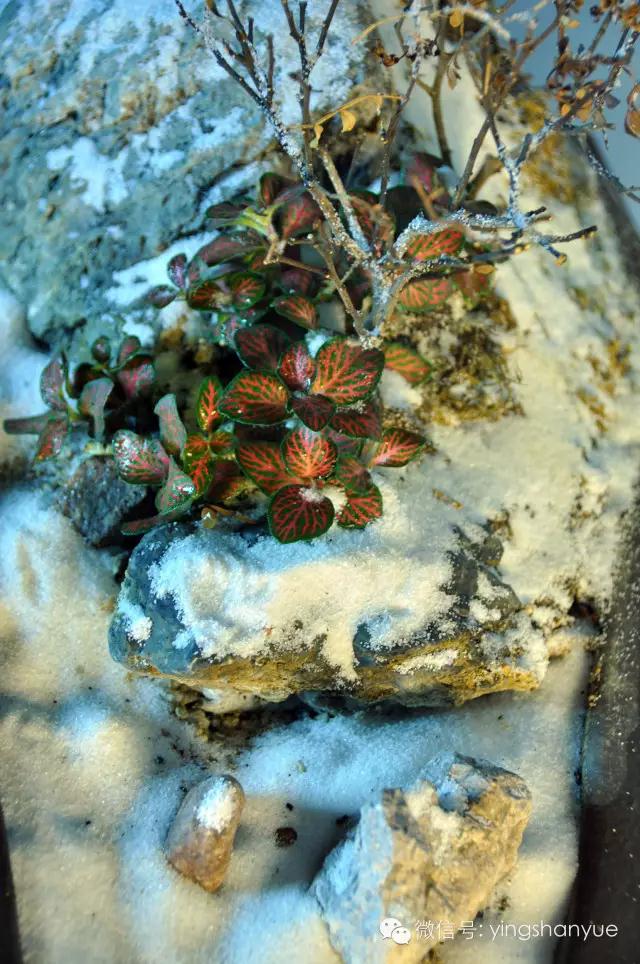 墨爻盆景作品：片片互玲瓏，飛揚(yáng)玉漏終。——《山澗小雪》