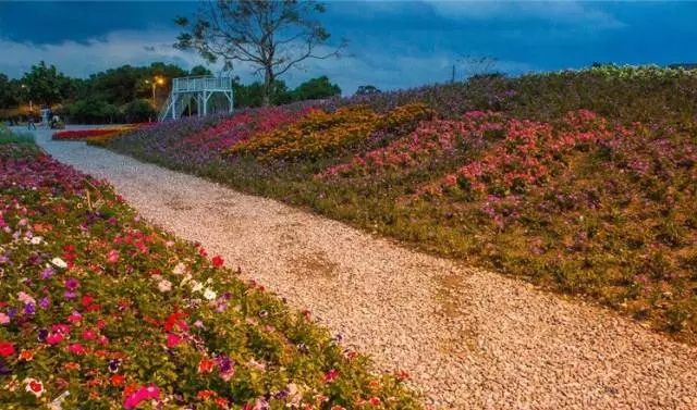 生態(tài)景觀案例——臺東花海