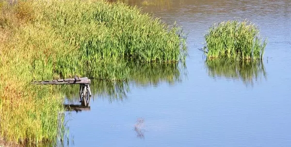 河道景觀中六大生態修復技術,你知道嗎?