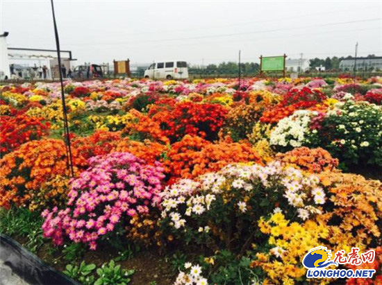 南農大湖熟花卉基地萬朵菊花爭奇斗艷