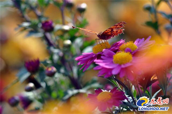 南農大湖熟花卉基地萬朵菊花爭奇斗艷