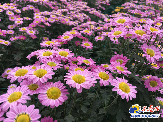 南農大湖熟花卉基地萬朵菊花爭奇斗艷