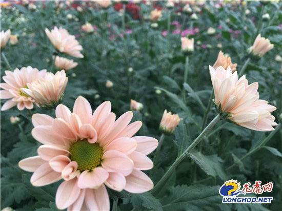 南農大湖熟花卉基地萬朵菊花爭奇斗艷