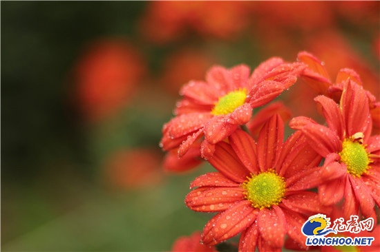 南農大湖熟花卉基地萬朵菊花爭奇斗艷