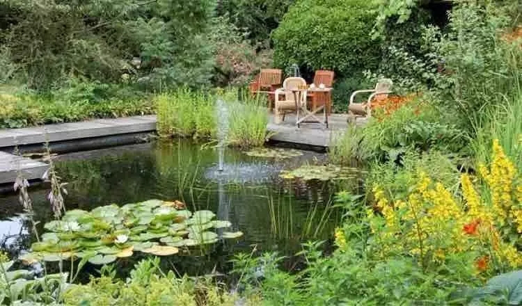 小水面的植物配置圖片集錦