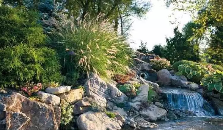 小水面的植物配置圖片集錦