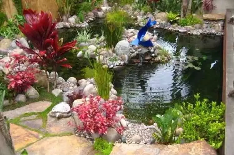 小水面的植物配置圖片集錦