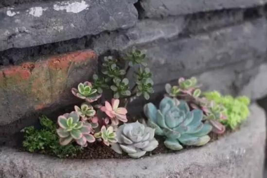 3位女大學生樂當種花匠 坎墩后花園打造“花樣年華