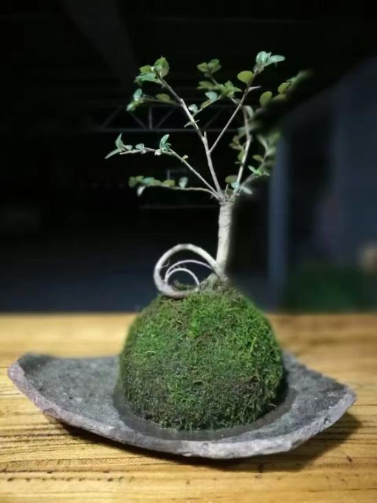 3位女大學生樂當種花匠 坎墩后花園打造“花樣年華