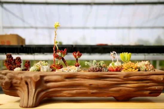 3位女大學(xué)生樂(lè)當(dāng)種花匠 坎墩后花園打造“花樣年華