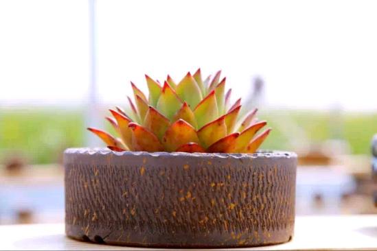 3位女大學(xué)生樂(lè)當(dāng)種花匠 坎墩后花園打造“花樣年華