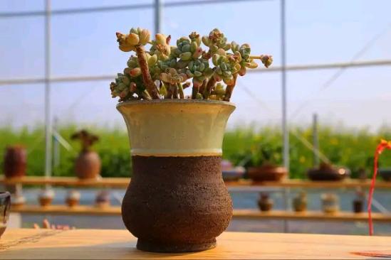 3位女大學(xué)生樂(lè)當(dāng)種花匠 坎墩后花園打造“花樣年華