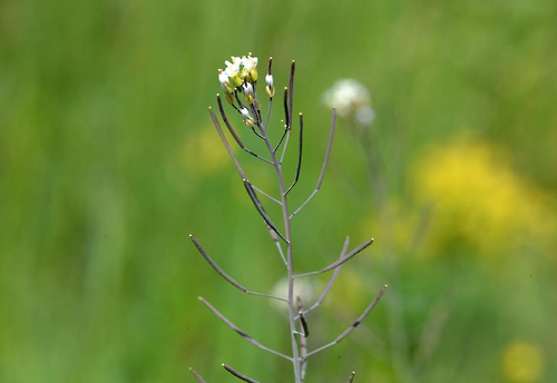 韓媒:研究發現植物轉移糖分免疫機制