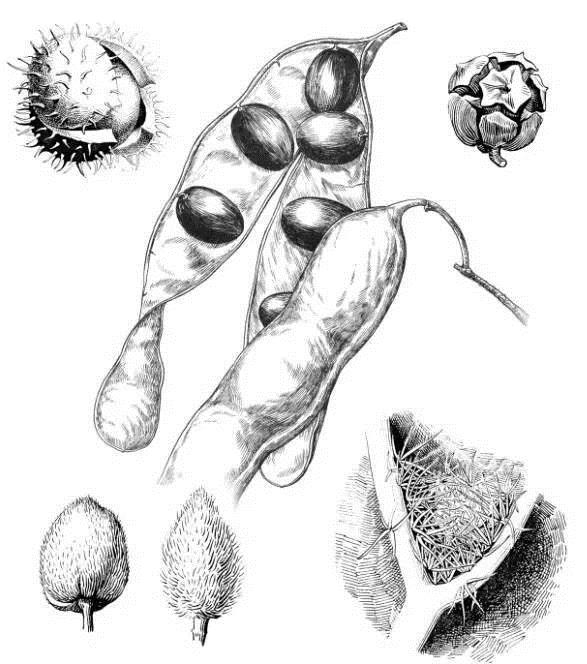 植物科學畫：深藏功與名