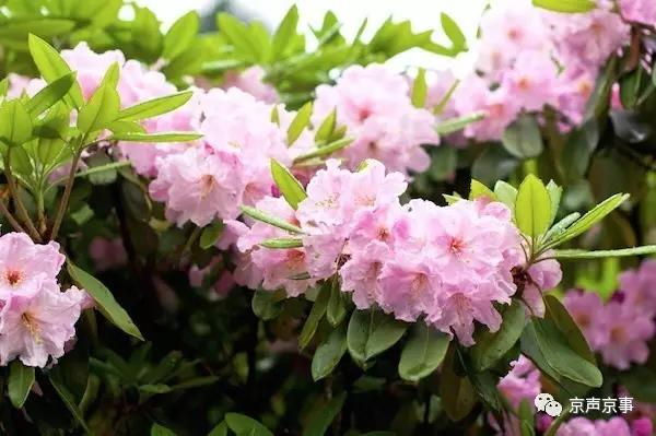 北京世園會|這些遍植世界的植物 都來自中國