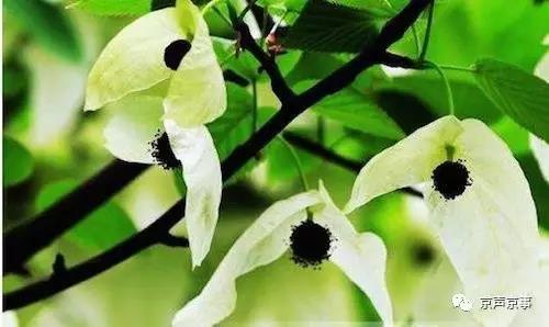 北京世園會|這些遍植世界的植物 都來自中國