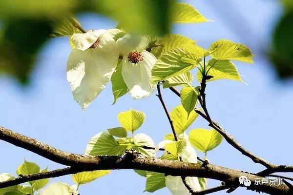 北京世園會|這些遍植世界的植物 都來自中國
