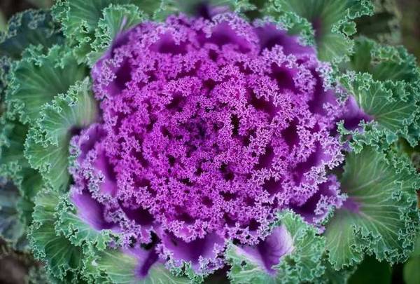 15張圖片展示植物中的數(shù)學(xué)