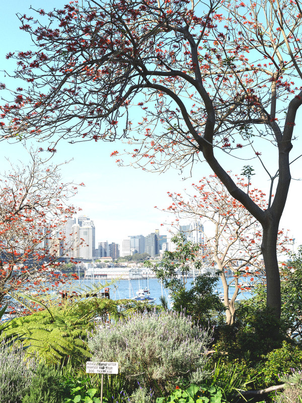 澳大利亞Wendy Whiteley住宅花園 