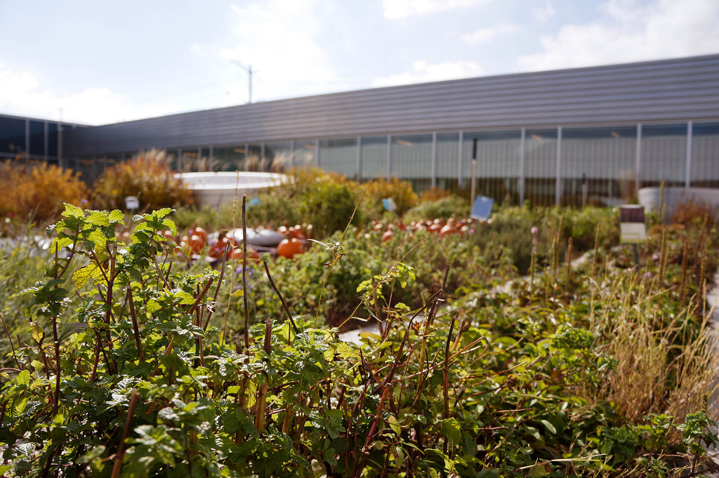 美國GaryComer青年活動中心綠色屋頂